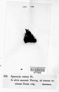 Sporocybe resinae image